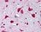 Quiescin Sulfhydryl Oxidase 1 antibody, 49-142, ProSci, Immunohistochemistry paraffin image 
