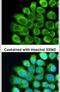 Complement C2 antibody, PA5-21659, Invitrogen Antibodies, Immunofluorescence image 