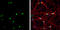 Muscleblind Like Splicing Regulator 1 antibody, GTX113773, GeneTex, Immunofluorescence image 