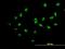 MYB Binding Protein 1a antibody, H00010514-B01P, Novus Biologicals, Immunofluorescence image 