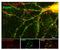 Syntaxin Binding Protein 1 antibody, NB300-742, Novus Biologicals, Immunohistochemistry paraffin image 