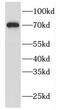Fas Binding Factor 1 antibody, FNab03026, FineTest, Western Blot image 