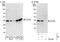 OTU Deubiquitinase, Ubiquitin Aldehyde Binding 1 antibody, NBP1-49934, Novus Biologicals, Western Blot image 