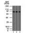 Villin 1 antibody, orb386095, Biorbyt, Western Blot image 
