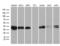 SGT1 Homolog, MIS12 Kinetochore Complex Assembly Cochaperone antibody, LS-C792350, Lifespan Biosciences, Western Blot image 