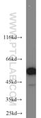 FKBP Prolyl Isomerase 4 antibody, 22623-1-AP, Proteintech Group, Western Blot image 