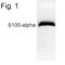 S100 Calcium Binding Protein A1 antibody, PA1-932, Invitrogen Antibodies, Western Blot image 