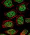 Nuclear Receptor Subfamily 3 Group C Member 1 antibody, LS-C162996, Lifespan Biosciences, Immunofluorescence image 