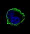 Matrix Metallopeptidase 14 antibody, abx025192, Abbexa, Western Blot image 