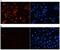 Histone Cluster 4 H4 antibody, PA5-40089, Invitrogen Antibodies, Immunofluorescence image 