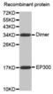 E1A Binding Protein P300 antibody, abx000050, Abbexa, Western Blot image 