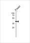 TM40L antibody, PA5-49376, Invitrogen Antibodies, Western Blot image 