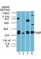 Sphingosine-1-Phosphate Receptor 5 antibody, TA337040, Origene, Western Blot image 