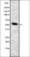 Myosin Binding Protein C, Cardiac antibody, orb337010, Biorbyt, Western Blot image 