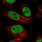 Pregnane X receptor antibody, NBP2-58514, Novus Biologicals, Immunofluorescence image 