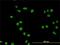 Minichromosome Maintenance Complex Component 7 antibody, H00004176-M01, Novus Biologicals, Immunofluorescence image 