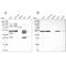 IKBKB Interacting Protein antibody, NBP1-92022, Novus Biologicals, Western Blot image 