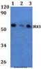 Iroquois-class homeodomain protein IRX-3 antibody, A07258-1, Boster Biological Technology, Western Blot image 