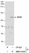 BICD Cargo Adaptor 2 antibody, NBP2-43684, Novus Biologicals, Immunoprecipitation image 
