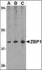 Insulin Like Growth Factor 2 MRNA Binding Protein 1 antibody, orb88413, Biorbyt, Western Blot image 
