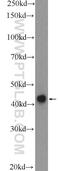 Cyclin I antibody, 16357-1-AP, Proteintech Group, Western Blot image 