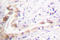 DNA Topoisomerase II Beta antibody, LS-C176355, Lifespan Biosciences, Immunohistochemistry frozen image 