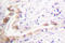 DNA Topoisomerase II Beta antibody, LS-C176355, Lifespan Biosciences, Immunohistochemistry frozen image 