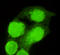 Alpha-Methylacyl-CoA Racemase antibody, LS-C178352, Lifespan Biosciences, Immunofluorescence image 