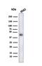 Glycophorin A (MNS Blood Group) antibody, GTX02647, GeneTex, Western Blot image 