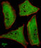 Ubiquilin 1 antibody, MBS9204638, MyBioSource, Immunofluorescence image 