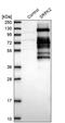 SRSF Protein Kinase 2 antibody, PA5-54272, Invitrogen Antibodies, Western Blot image 