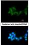 Betaine--Homocysteine S-Methyltransferase antibody, PA5-21466, Invitrogen Antibodies, Immunofluorescence image 