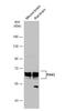 P21 (RAC1) Activated Kinase 3 antibody, NBP2-19682, Novus Biologicals, Western Blot image 