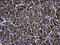 Aquaporin 8 antibody, M06998, Boster Biological Technology, Immunohistochemistry paraffin image 