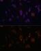 Glutaredoxin antibody, GTX54140, GeneTex, Immunofluorescence image 
