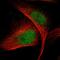 VRK Serine/Threonine Kinase 1 antibody, HPA000660, Atlas Antibodies, Immunofluorescence image 