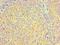 CD81 Molecule antibody, MBS1496214, MyBioSource, Immunohistochemistry frozen image 