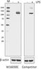 Nanos C2HC-Type Zinc Finger 2 antibody, 696802, BioLegend, Western Blot image 