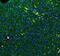 Glutathione S-Transferase Alpha 1 antibody, PB9627, Boster Biological Technology, Immunofluorescence image 