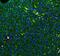 Glutathione S-transferase A1 antibody, PB9627, Boster Biological Technology, Immunofluorescence image 