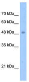 Tigger transposable element-derived protein 3 antibody, TA330966, Origene, Western Blot image 