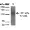 Autophagy Related 9B antibody, LS-C775703, Lifespan Biosciences, Western Blot image 
