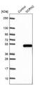 Secernin 2 antibody, NBP1-86419, Novus Biologicals, Western Blot image 