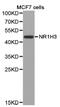 Nuclear Receptor Subfamily 1 Group H Member 3 antibody, LS-C192954, Lifespan Biosciences, Western Blot image 