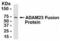 Disintegrin and metalloproteinase domain-containing protein 23 antibody, XW-7809, ProSci, Western Blot image 