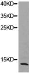 Prostate And Testis Expressed 3 antibody, TA323827, Origene, Western Blot image 