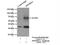 Protein Phosphatase 2 Regulatory Subunit Balpha antibody, 16569-1-AP, Proteintech Group, Immunoprecipitation image 