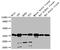 Meteorin Like, Glial Cell Differentiation Regulator antibody, CSB-PA731035LA01HU, Cusabio, Western Blot image 