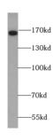 Tenascin R antibody, FNab08595, FineTest, Western Blot image 