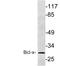 BCL2 Like 1 antibody, LS-C176388, Lifespan Biosciences, Western Blot image 